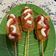 Cooksnap dari Ulfa Muzni untuk resep Corndog Mozzarella Sosis