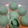 Cooksnap dari Rahma Wardani untuk resep Bapao Pandan Empuk