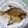 騰駿馬迷 的 香煎白鯧魚 cooksnap