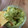 Cooksnap dari Fardy Rizka untuk resep Guacamole (Selai Alpukat)