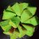 Cooksnap dari Arista Multi untuk resep Sponge Cake Pandan