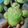 Cooksnap dari Ananda Hapsari Putri untuk resep Pandan Chiffon Cupcake #PR_anekachiffon