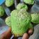 Cooksnap dari Ananda Hapsari Putri untuk resep Pandan Chiffon Cupcake #PR_anekachiffon