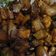 Cooksnap dari Rainy untuk resep Oseng Kikil Tempe