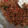 Cooksnap dari yulia halal untuk resep Sambal Kering Tempe, Teri, Kacang
