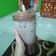 Cooksnap dari Vivi " Bunda Khansa" untuk resep Milo Dino