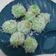 Cooksnap dari Umi Khoiriya untuk resep Klepon takaran sendok
