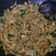 Cooksnap dari Nita Anggraeni untuk resep Mie goreng jawa mantabz