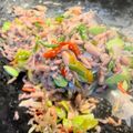 Cooksnap dari famella fitri alaska untuk resep Tumis Cumi Pelangi