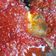 Cooksnap dari c. chiita untuk resep Sambal Bajak Tahan Lama khas Surabaya