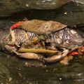 Cooksnap dari ummunazar untuk resep Pepes Ikan Mujaer