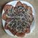 El cooksnap de Arianny Cruz cuando hizo Carpaccio de carne y mero.