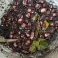 Cooksnap dari Annissa Fitriasri untuk resep Cumi Hitam