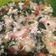 La cooksnap de Paola Hidalgo cuando cocinó Ceviche de pescado