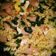 Cooksnap dari Dapur Nitshu🌷 untuk resep Sautéed Fusilli with Sausage (Tumis Fusilli Sosis)