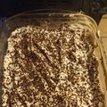 El cooksnap de lichi cuando hizo Postre de Manzanas.