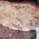 El cooksnap de Andrugrizz Grizz cuando hizo Torta de manzanas y canela.
