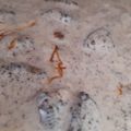 El cooksnap de Llevaba Una Falda cuando hizo Torta helada oreo.