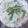 劉興偉 的 薑炒小白菜 cooksnap