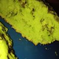 Cooksnap dari Siti Kholifah untuk resep Bolu Pandan Dancow 2 Telur Lembut Cuma pakai Rice Cooker