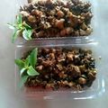 Cooksnap dari Suzzan Endah untuk resep Keong goreng bumbu rendang
