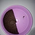 Cooksnap dari Husni Saptawan untuk resep Brownies kukus (amanda)