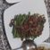 Cooksnap dari SryNae untuk resep Tumis Baby Buncis & Daging Cincang
