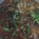 Cooksnap dari AndiVista Pandanwangi untuk resep Cumi Tepung Asam Manis