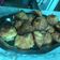 El cooksnap de Anabella Gamarra cuando hizo Conitos de coco!!.