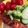 クックHDP0M2☆'s cooksnap of when they made ☆鮭のムニエル☆ハーブソルト味.