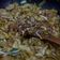 Cooksnap dari Heryana untuk resep Kwetiau Goreng Special