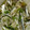 El cooksnap de MaryGlory cuando hizo 371 Boquerones en vinagre.