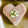 Linima Chudgar's cooksnap of when they made સુખડી હાર્ટ્સ (Sukhdi Hearts Recipe In Gujarati).