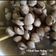 Cooksnap Dapur Yusfarisyia semasa beliau membuat Kerang Rebus.