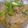 Nazia Qureshi's cooksnap of when they made Chicken Bhunna Masala.
