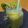 Bhumi Parikh's cooksnap of when they made કીવી નો જ્યુસ (Kiwi Juice Recipe In Gujarati).