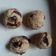 El cooksnap de mgpavone cuando hizo Cookies de avena con jengibre y pepitas de chcolate.