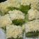 Cooksnap dari Rina Leleng untuk resep Bolu Kukus Pandan Keju (#pr_recookanekabolkus)