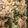 Lisa Young's cooksnap of when they made Chicken Broccoli and Ziti.