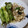 El cooksnap de JJ Pinel cuando hizo Sepia encebollada con piñones.