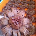 Cooksnap dari Siti Mona Wahyudi untuk resep Bikang mawar cantik