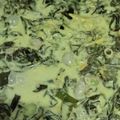 Cooksnap mommytosyukisyaki semasa beliau membuat Pucuk Ubi Masak Lemak tempoyak petai.