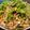 รูป Cooksnap ของ piya peipei เมื่อเขาทำ ลาบหมูสับ