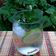 Cooksnap από 𝒳𝓇𝓊𝓈𝑜𝓊𝓁𝒶 𝒦𝑜𝓃𝓉𝑜𝓅𝑜𝓊𝓁𝑜𝓊 στη συνταγή Mojito cocktail 🩷🍃🩷