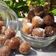 Kinnari Joshi's cooksnap of when they made આમળા જીરા ગોળી(Amla Jeera Goli Recipe in Gujarati).