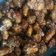 Cooksnap dari Refita Putriana untuk resep Honey butter garlic chicken
