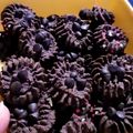 Cooksnap dari NIA untuk resep Semprit Coklat (Fatmah bahalwan)