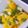 Becky's cooksnap of when they made Mango Salsa.