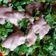 Cooksnap dari Nona Duan untuk resep Salad sayur mayones