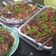 รูป Cooksnap ของ Mayura Tepkasetkul เมื่อเขาทำ สุกี้แห้งไก่